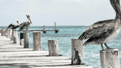 Bonsai - professional stock photography