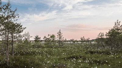 Cactus - professional stock photography