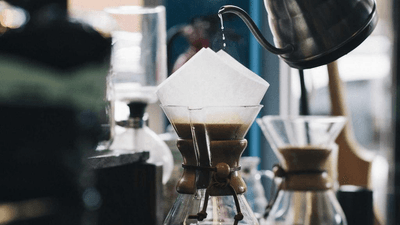 Fern - professional stock photography