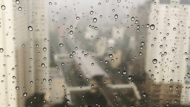 Fern - professional stock photography