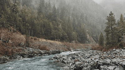 Fern - professional stock photography
