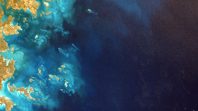 Fern - professional stock photography