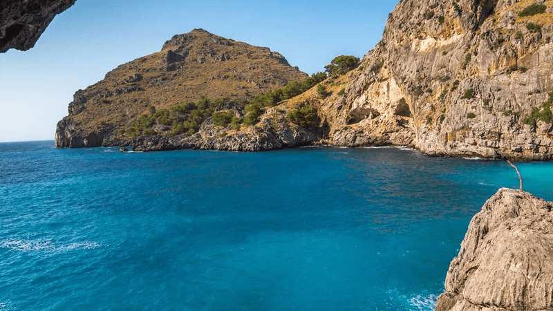 Flowers - professional stock photography