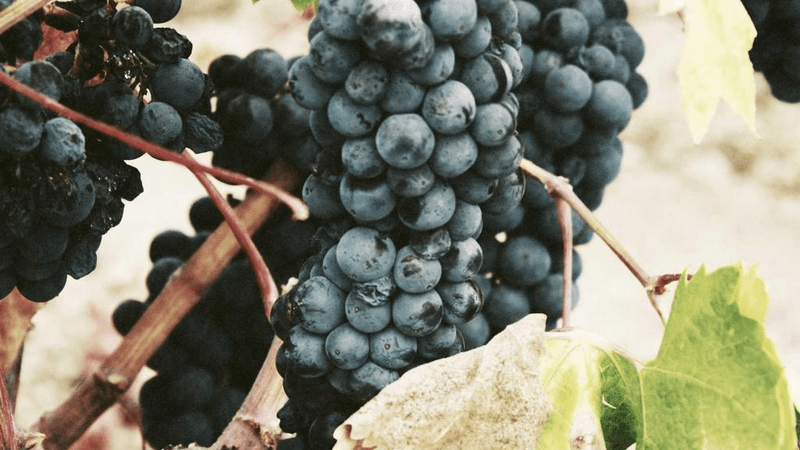 Herbs - professional stock photography