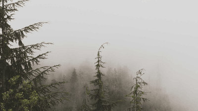 Lavender - professional stock photography