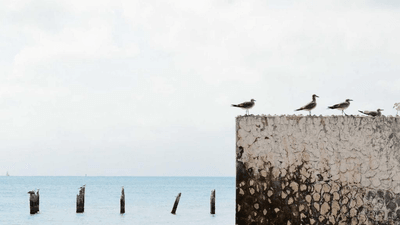 Lavender - professional stock photography