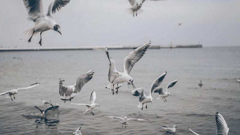 Mint - professional stock photography