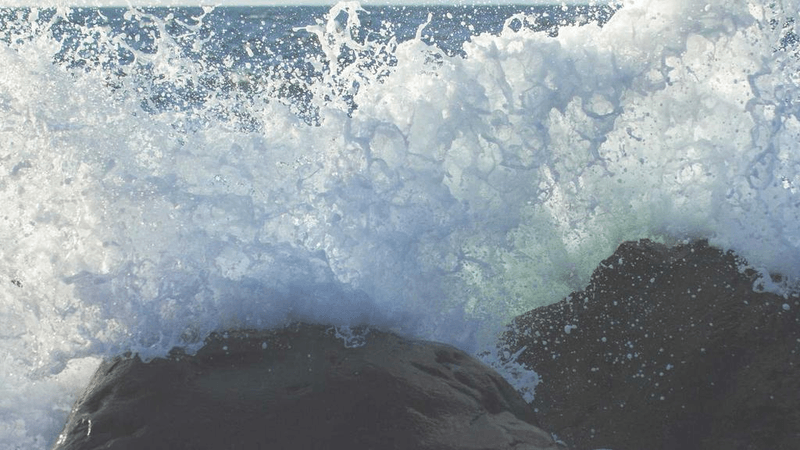 Mint - professional stock photography