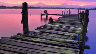 Potted - professional stock photography