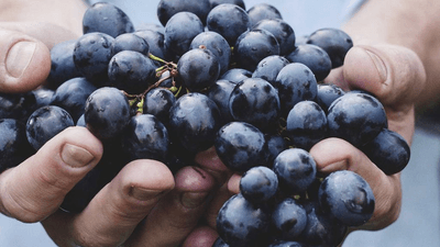 Pruning - professional stock photography