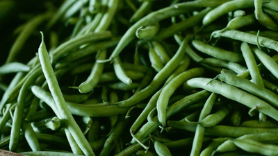 Pruning - professional stock photography