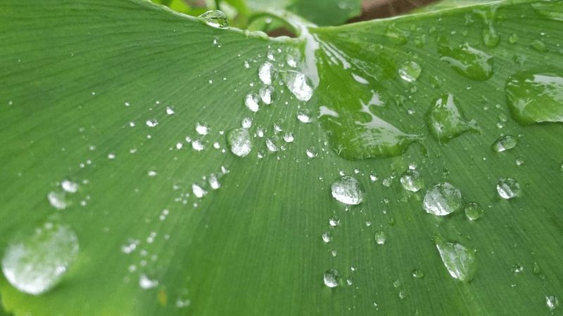 Roses - professional stock photography