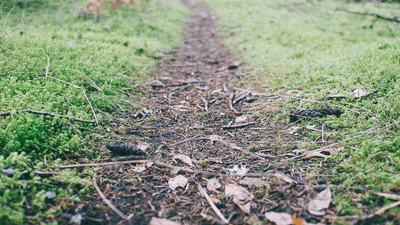 Roses - professional stock photography