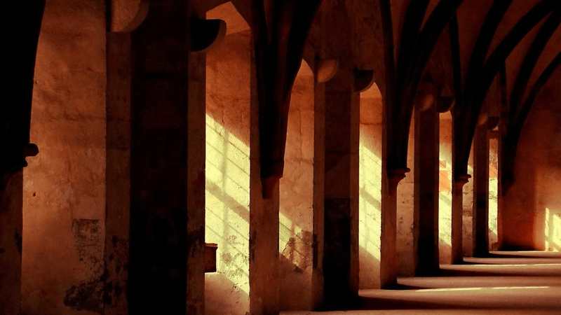 Succulent - professional stock photography