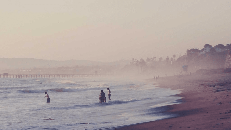 Sunflower - professional stock photography