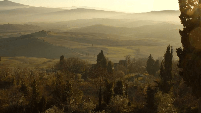 Sunflower - professional stock photography