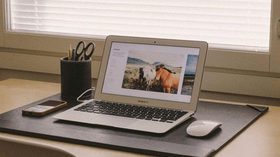 Sunflower - professional stock photography