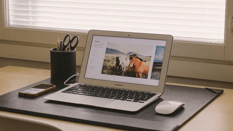 Sunflower - professional stock photography