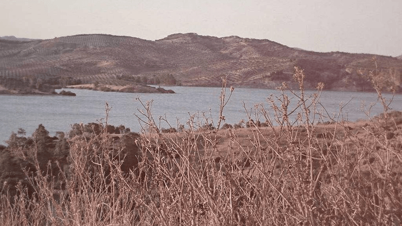 Tomato - professional stock photography