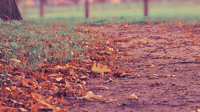 Tulips - professional stock photography