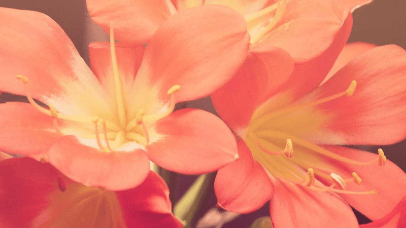 Tulips - professional stock photography