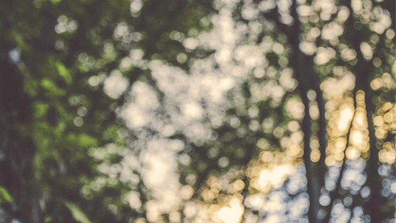 Vegetables - professional stock photography